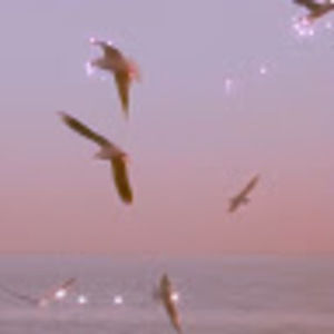 Meet your Posher, Bingham